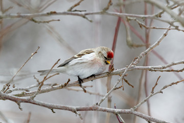 Redpoll (Acanthis flammea).