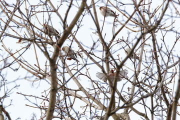 Redpoll (Acanthis flammea).