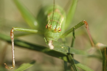 Speckled bush-cricket (Leptophyes punctatissima)