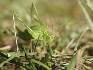 Speckled bush-cricket (Leptophyes punctatissima)