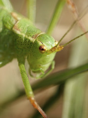 Speckled bush-cricket (Leptophyes punctatissima)