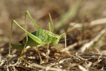 Speckled bush-cricket (Leptophyes punctatissima)