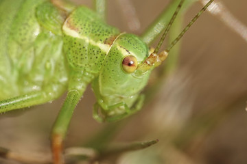 Speckled bush-cricket (Leptophyes punctatissima)