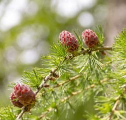 larch twigs and cones