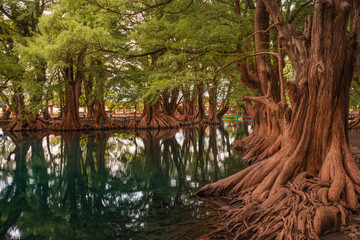Beautiful reflection of trees at the Camecuaro Lake National Park in Michoacan, Mexico 