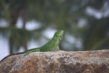 Iguana