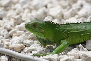 Iguana
