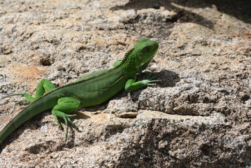 Iguana