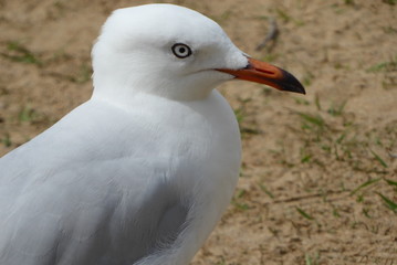 seagull