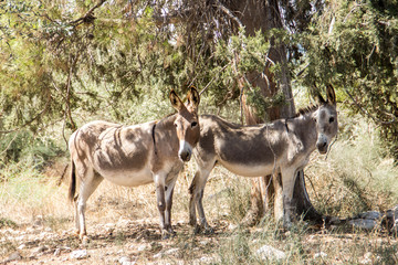 In the shadow of a tree there are two donkeys