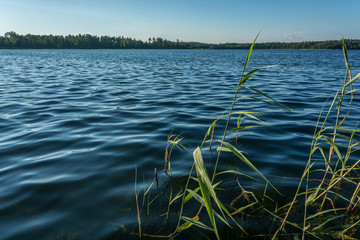 Krakower See, Krakow am See, Mecklenburgische Seenplatte, Schilf