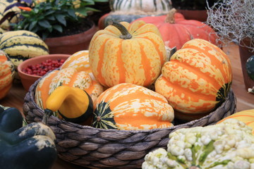 Pumpkins, turban squash at harvest festival in autumn