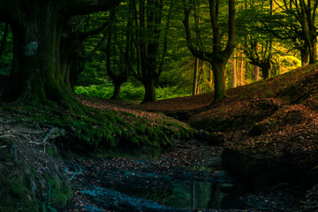 hayedo de otzarreta euskadi bosque de hayas