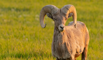 Bighorn Sheep Closes Eyes and Appears to Grin