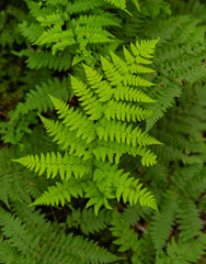 Bright Fern Leaves on Thick Forest Floor