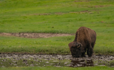 Brown Bison Takes Drink From Local Pond