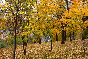 Autumn Landscape in the park