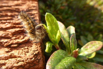 caterpillar