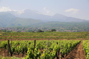 Fototapeta na wymiar Sicilian Vineyard