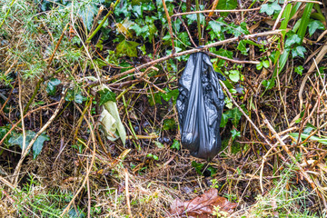 Black dog poo poop bag left in bush.