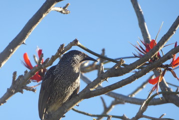 bird