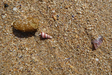little shell