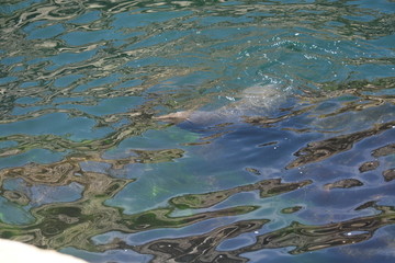 La Jolla Shores, San Diego, Ca.
I love to swim under water
