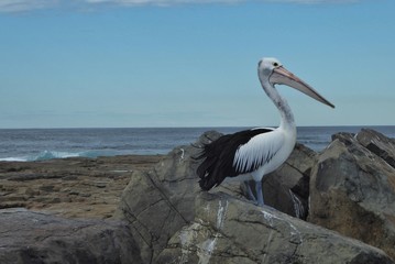 pelican