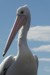 pelican
