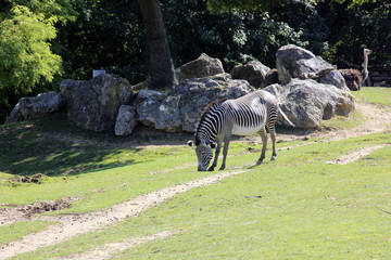 Fototapeta na wymiar ZooParc de Beauval
