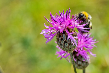 Bumblebee on flower