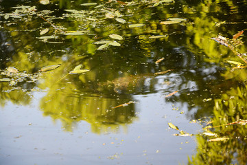 water turtle, lake, pond, water, river, tree, landscape, nature, forest, lake, green, trees, park, autumn, stream, summer, pond, sky, reflection, grass, spring, blue, fall, wood, season, outdoors