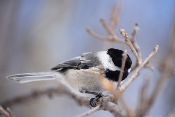 oiseau