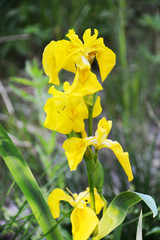 Obraz premium iris, flower, yellow, spring, daffodil, nature, plant, narcissus, flowers, green, daffodils, blossom, bloom, garden, floral, flora, summer, beautiful, beauty, macro, petal, season, close-up, blooming