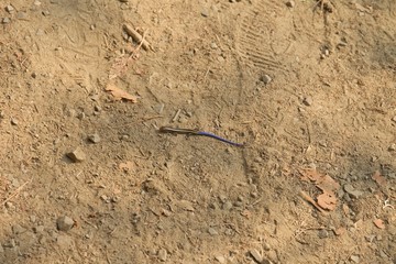 Juvenile Gilbert's Skink with blue tail. Armstrong Redwoods State Natural Reserve, California - to...