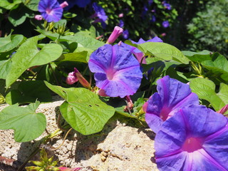 Violet