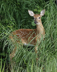 White-tailed Deer fawn at the edge of a river