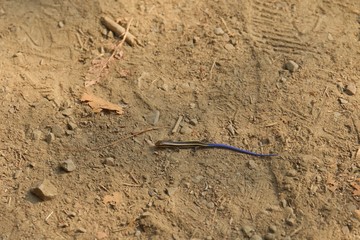 Juvenile Gilbert's Skink with blue tail. Armstrong Redwoods State Natural Reserve, California - to preserve 805 acres of coast redwoods (Sequoia sempervirens). The reserve is located in Sonoma County,