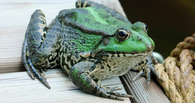Perez's Frog. Close Up Portrait Of A Beautiful Iberian Green Frog, Also Known As Iberian Water Frog Or Coruna Frog (Pelophylax Perezi) - DCi 4K Resolution
