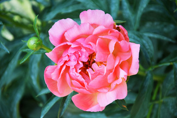 peony, flower, pink, nature, garden, rose, blossom, plant, flowers, summer, green, spring, bloom, beauty, floral, beautiful, flora, macro, petal, leaf, red, color, closeup, roses, blooming, background