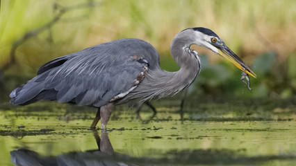 Great Blue Heron eating a green frog