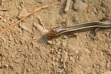 Juvenile Gilbert's Skink with blue tail. Armstrong Redwoods State Natural Reserve, California - to preserve 805 acres of coast redwoods (Sequoia sempervirens). The reserve is located in Sonoma County,