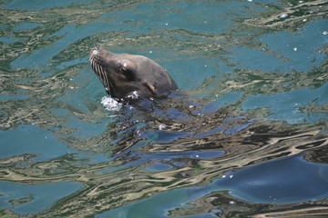 Fototapeta premium La Jolla Shores, San Diego, Ca. The Left is my better side