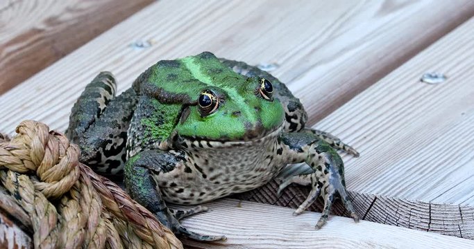 Perez's Frog. Close Up Portrait Of A Beautiful Iberian Green Frog, Also Known As Iberian Water Frog Or Coruna Frog (Pelophylax Perezi) - DCi 4K Resolution
