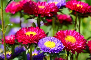 Obraz premium Blumen im Spätsommer - Astern