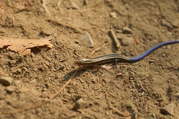 Juvenile Gilbert's Skink with blue tail. Armstrong Redwoods State Natural Reserve, California - to preserve 805 acres of coast redwoods (Sequoia sempervirens). The reserve is located in Sonoma County,