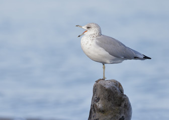 Ring-billed Gull calling on a piece of driftwood