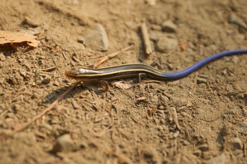 Juvenile Gilbert's Skink with blue tail. Armstrong Redwoods State Natural Reserve, California - to preserve 805 acres of coast redwoods (Sequoia sempervirens). The reserve is located in Sonoma County,