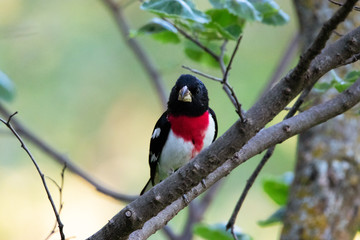 Rose-Breasted Grosbeak