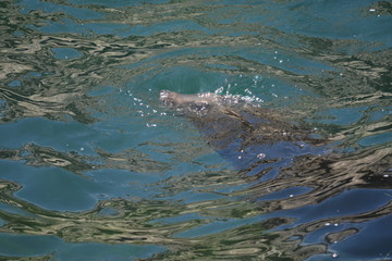 Obraz premium La Jolla Shores, San Diego, Ca. I can spin under water too.